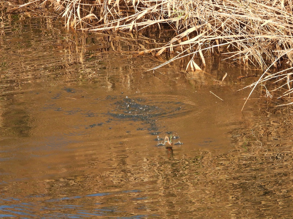 Common Kingfisher - ML646472232