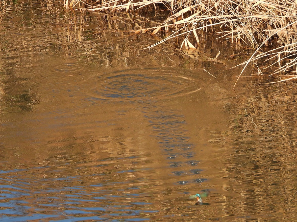 Common Kingfisher - ML646472233