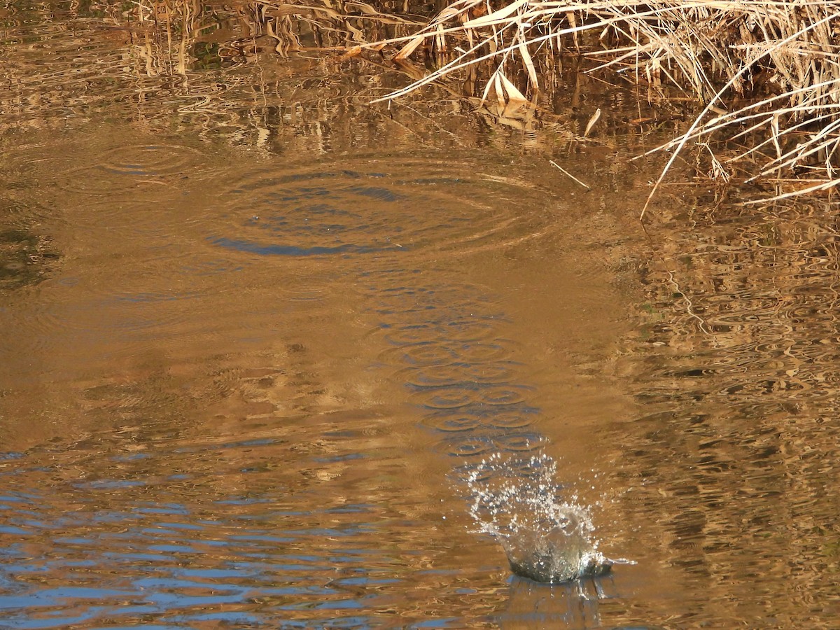 Common Kingfisher - ML646472237