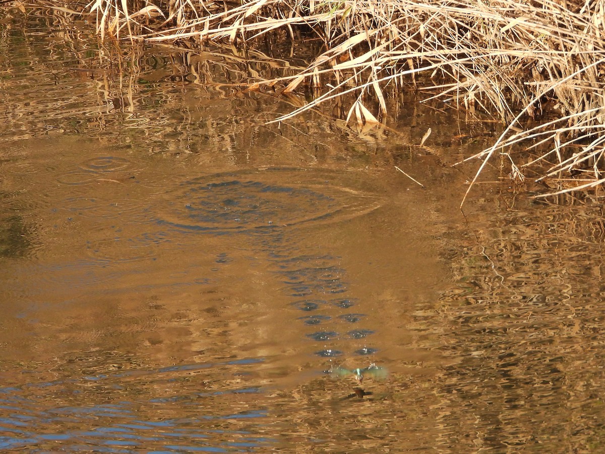 Common Kingfisher - ML646472238