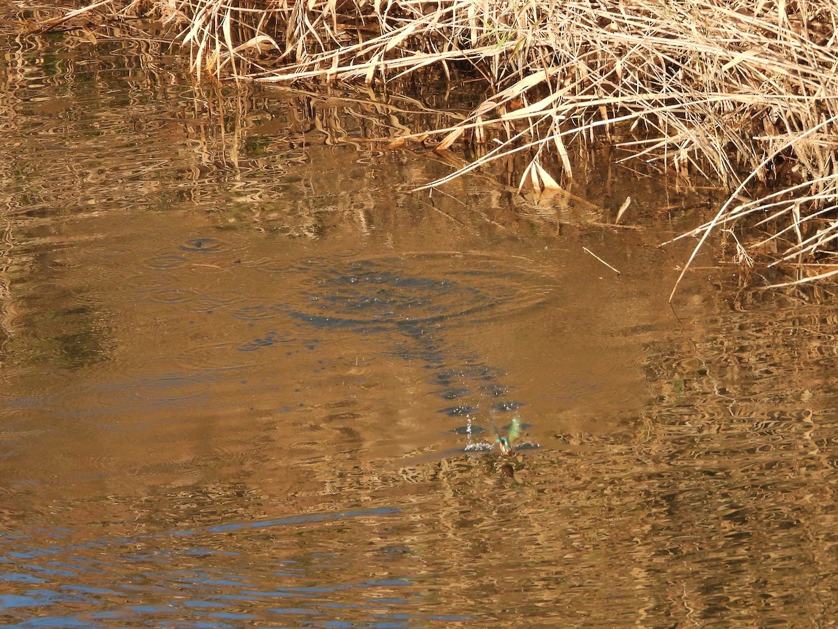 Common Kingfisher - ML646472239
