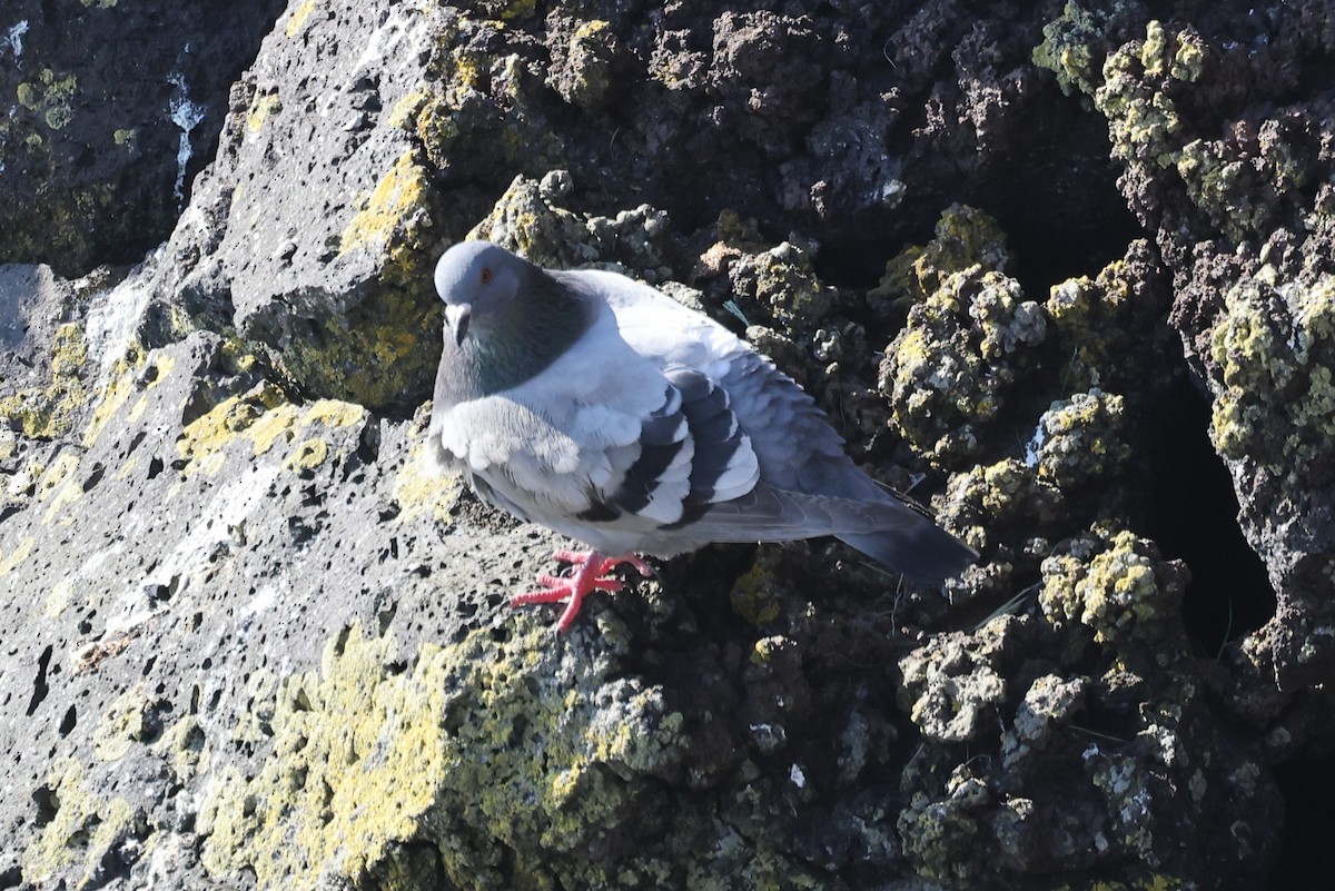 Rock Pigeon - ML646472241