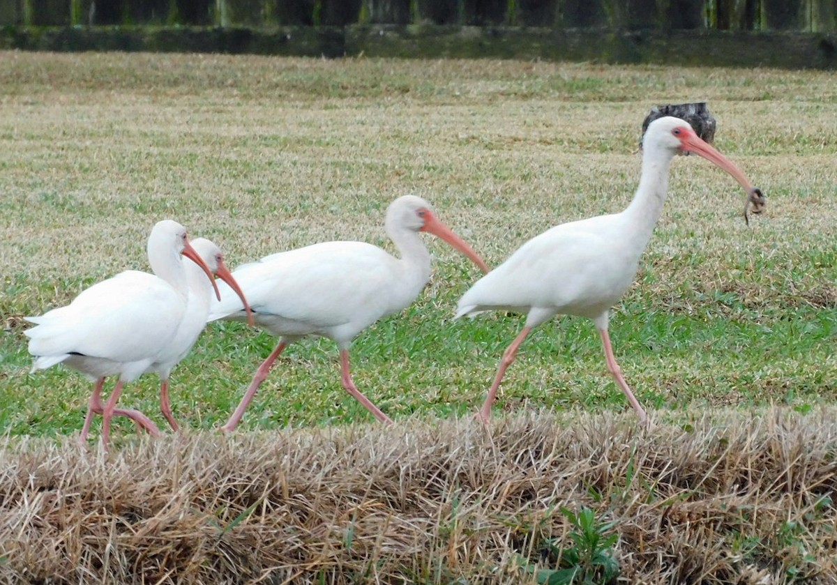 Ібіс білий - ML646472243