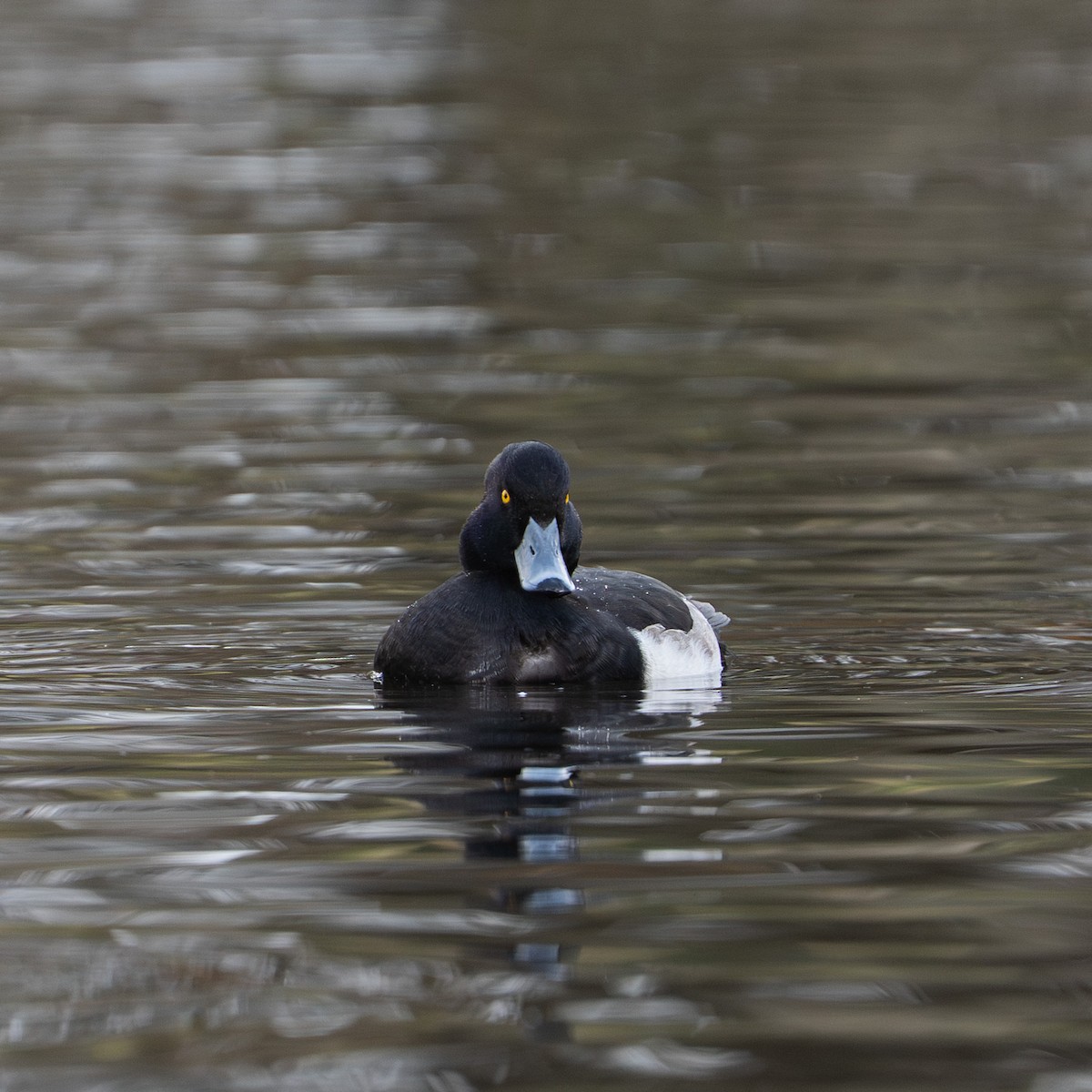 Tufted Duck - ML646472244