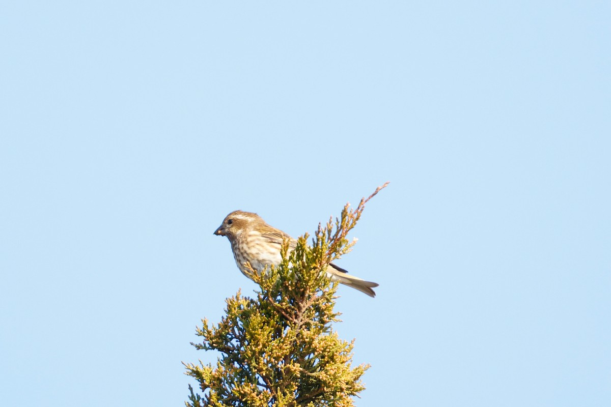 purpurfink - ML646472245