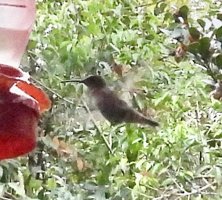 ハチドリ科 - ML646472246