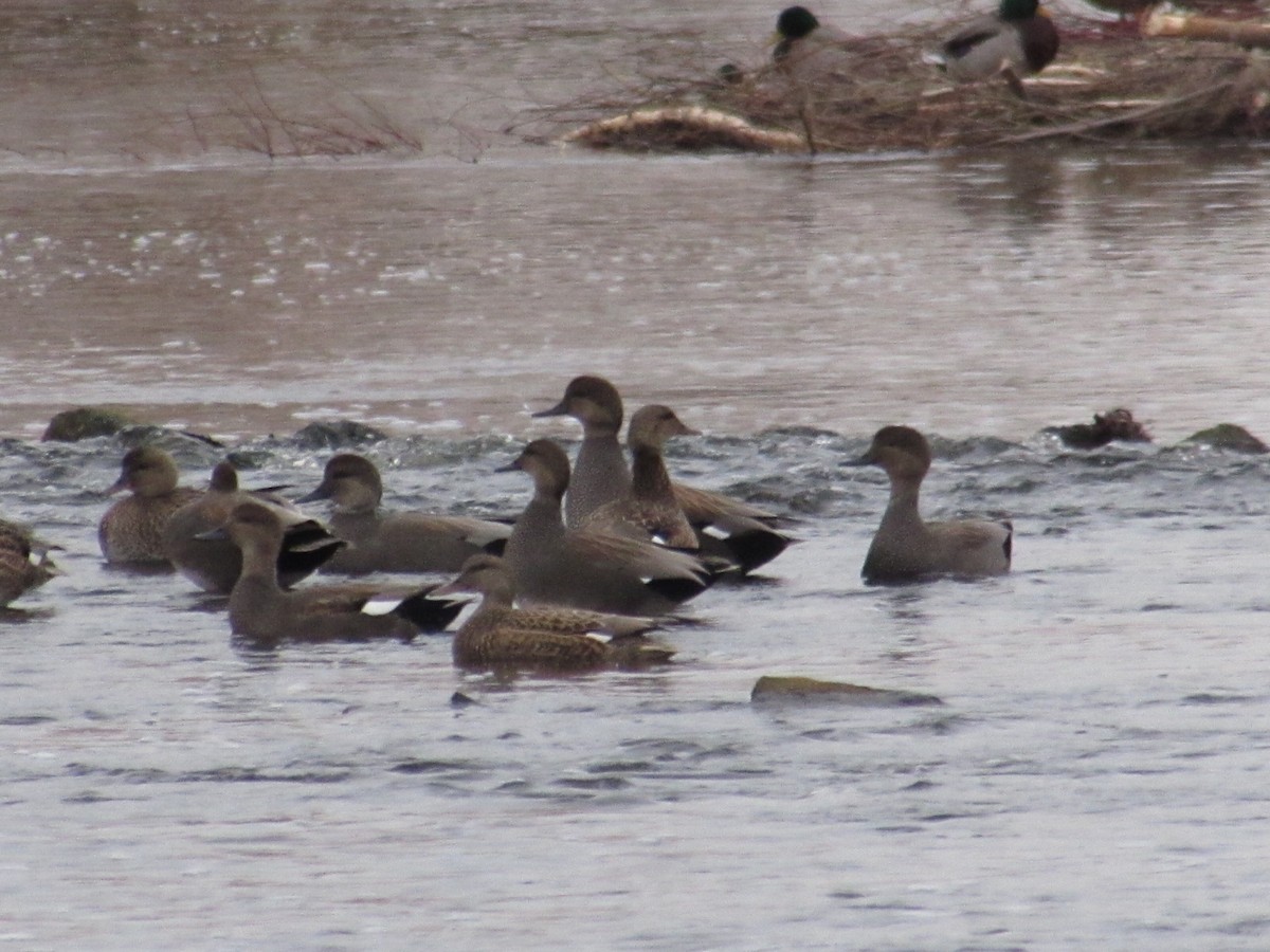 ברווז אפור - ML646472247