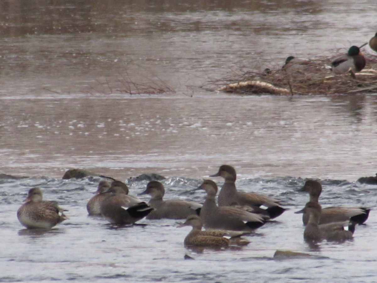 ברווז אפור - ML646472248