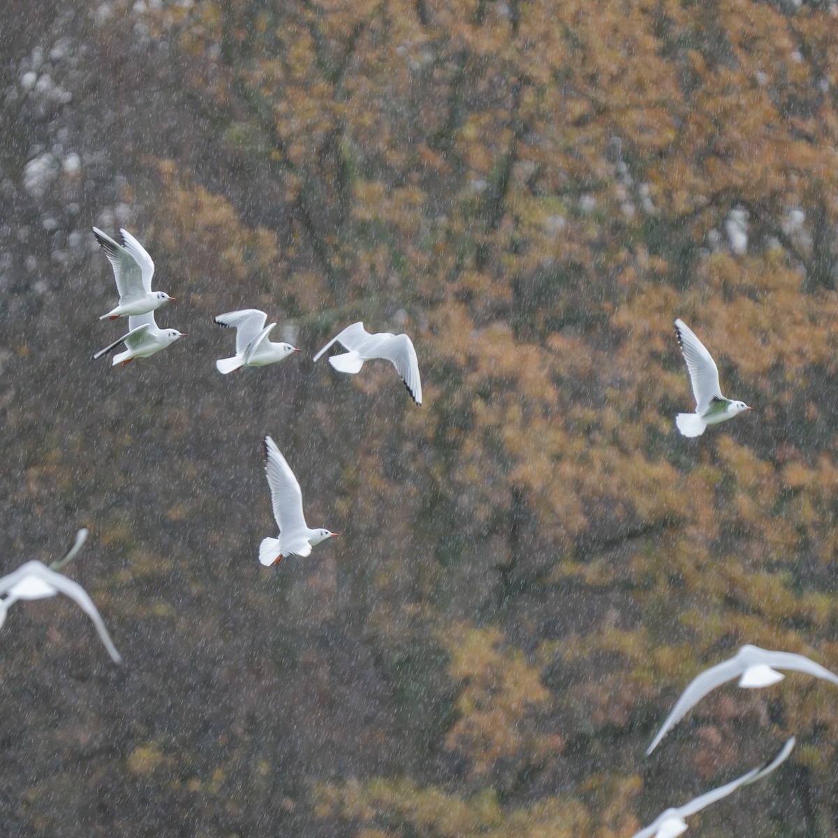 Black-headed Gull - ML646472252