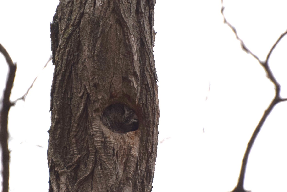 Ostkreischeule - ML646472253