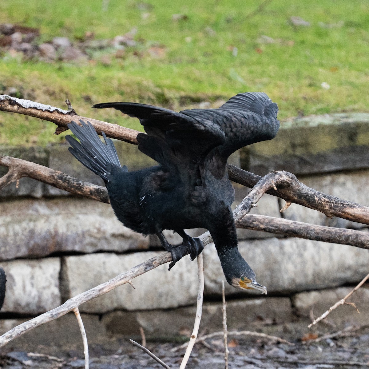 kormorán velký - ML646472254