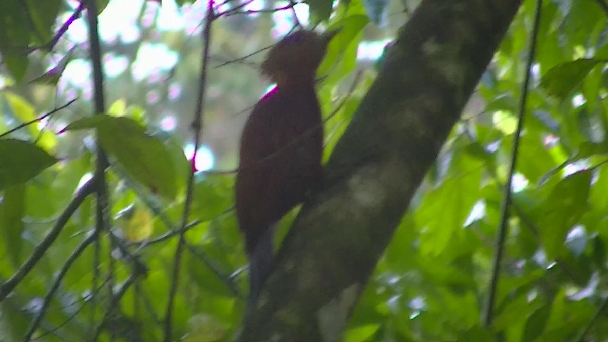 Каштановый дятел-гренадер - ML646472255