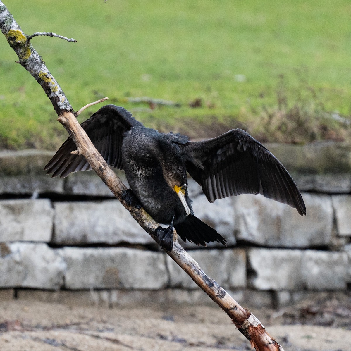 kormorán velký - ML646472257