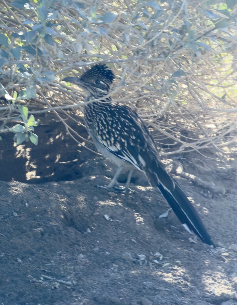 Greater Roadrunner - ML646472258