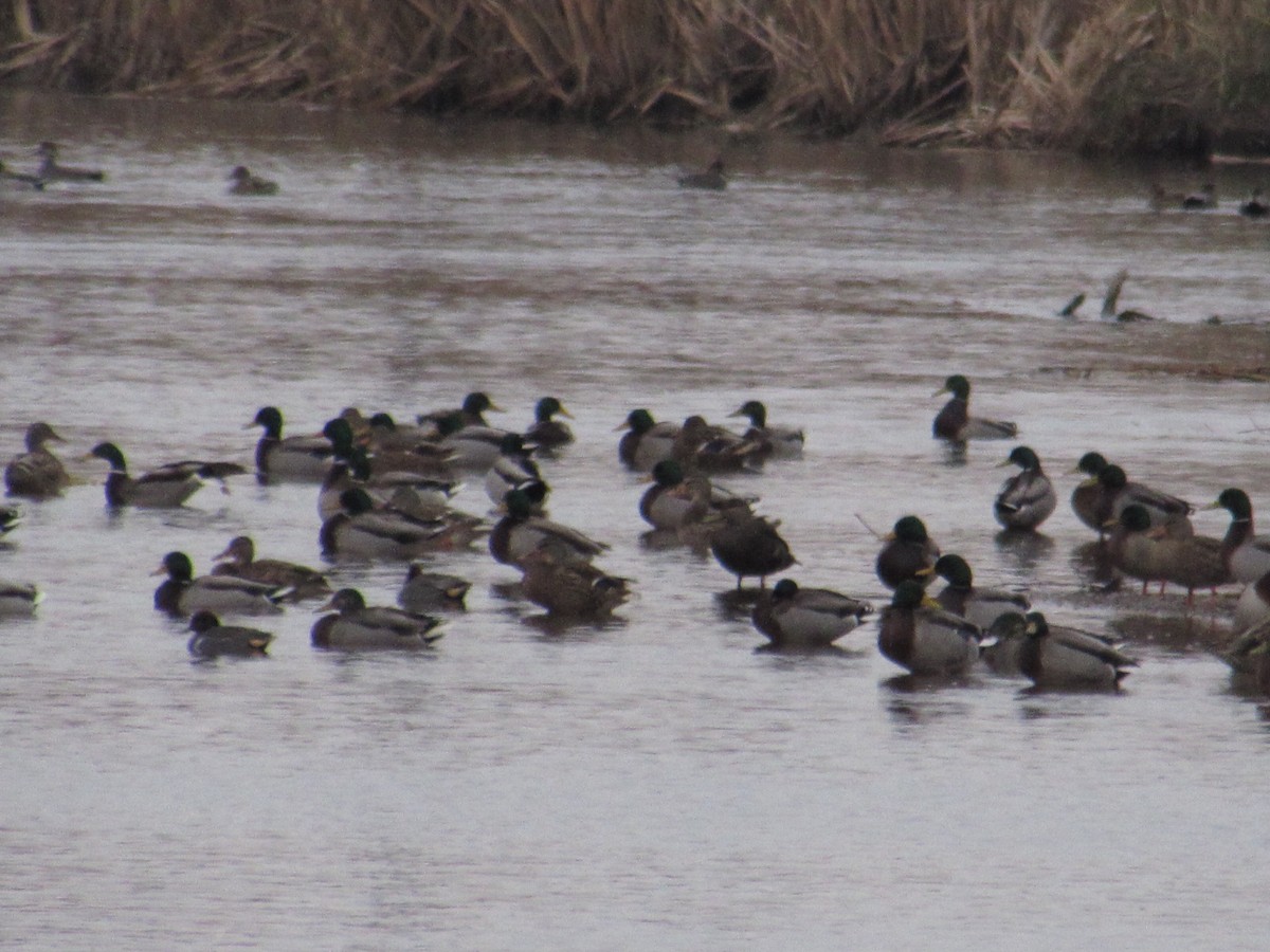 ברכיה - ML646472259
