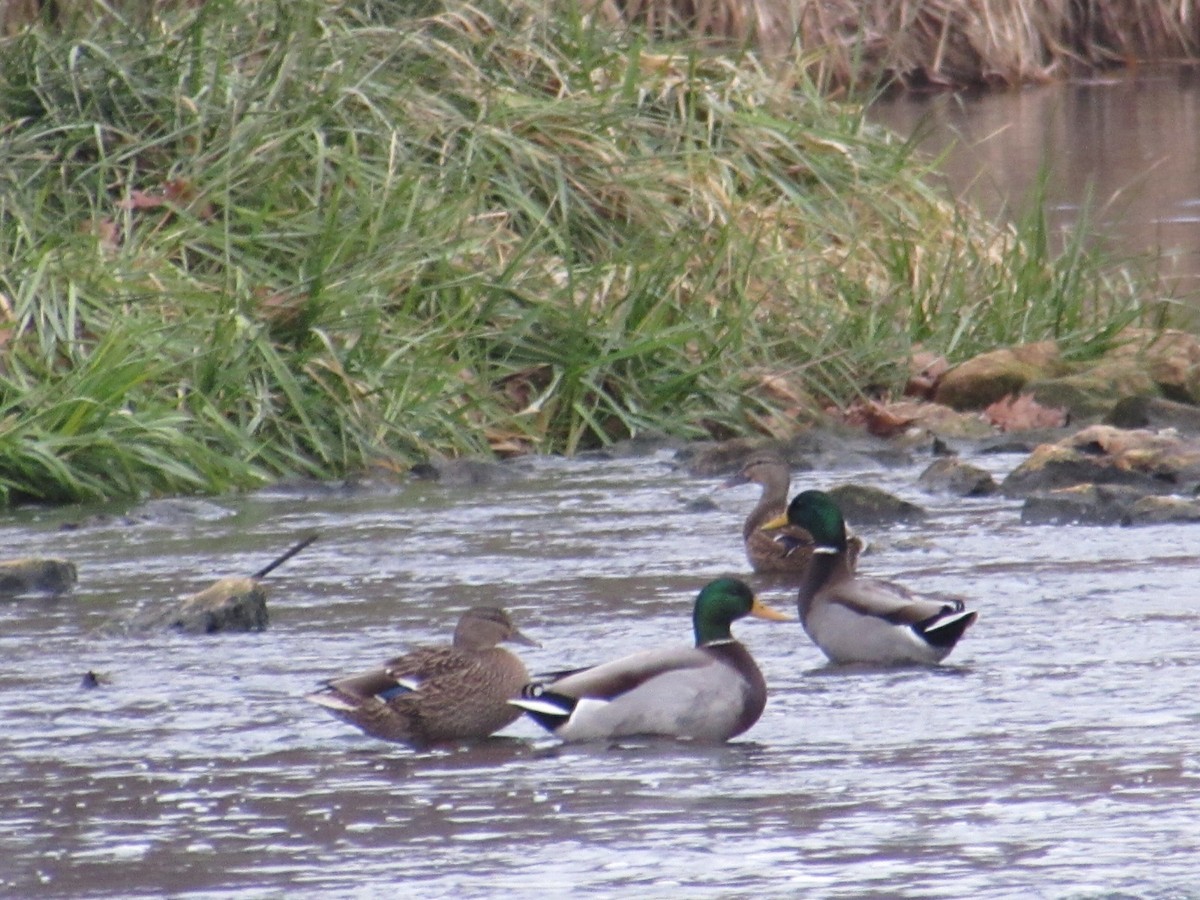 ברכיה - ML646472260