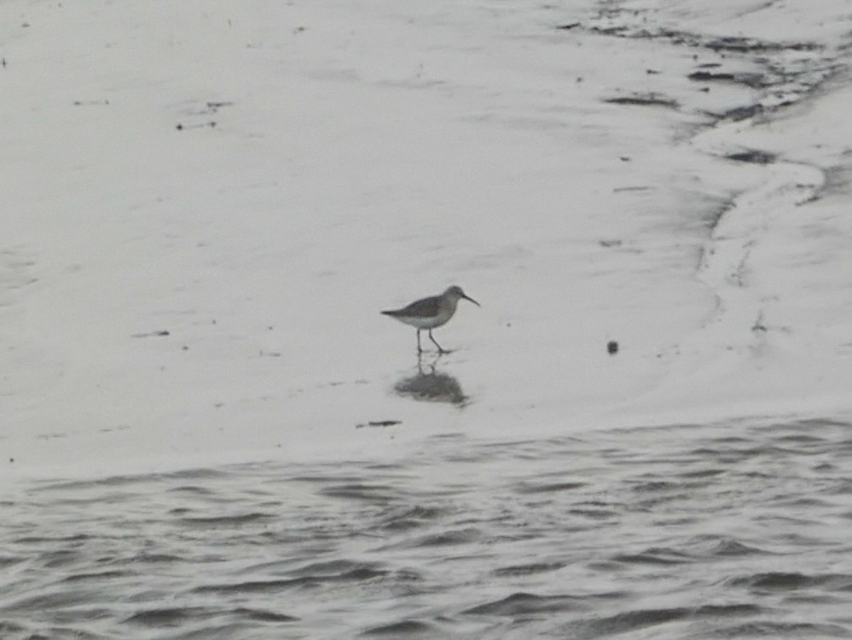 Curlew Sandpiper - ML646472262