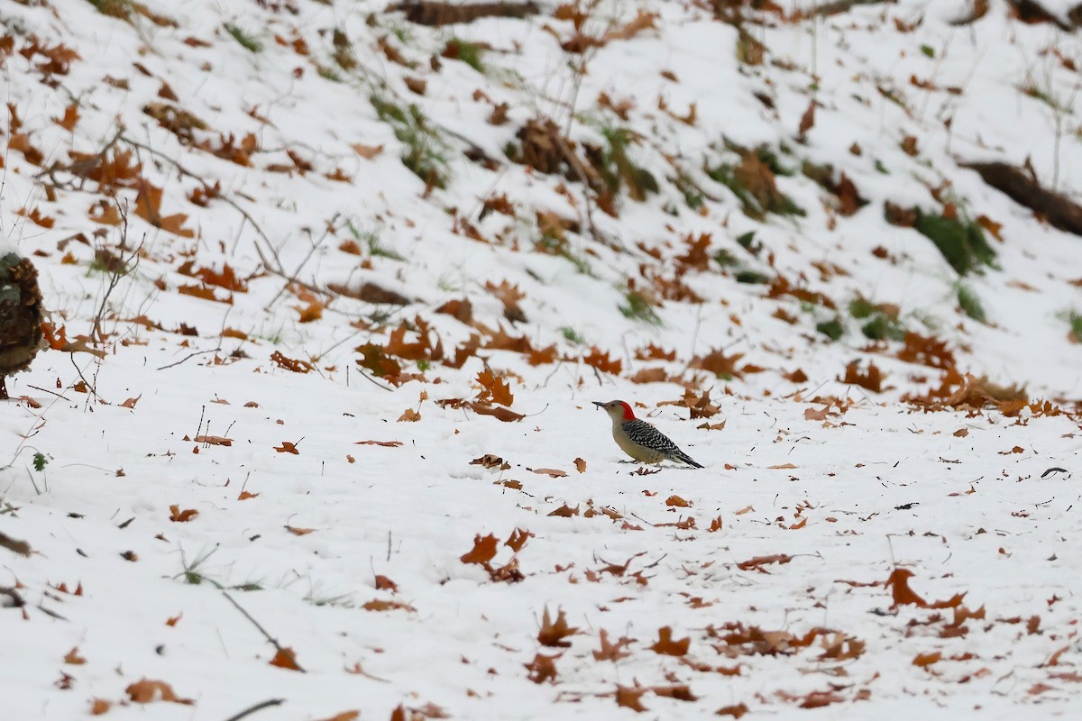 Red-bellied Woodpecker - ML646472263