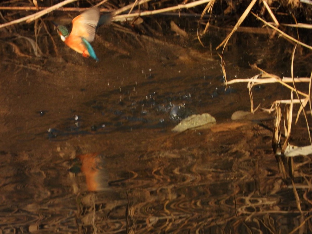 Common Kingfisher - ML646472264