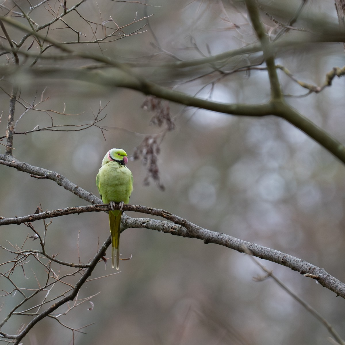 Rose-ringed Parakeet - ML646472268