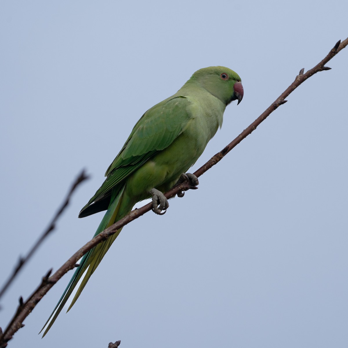 Rose-ringed Parakeet - ML646472269