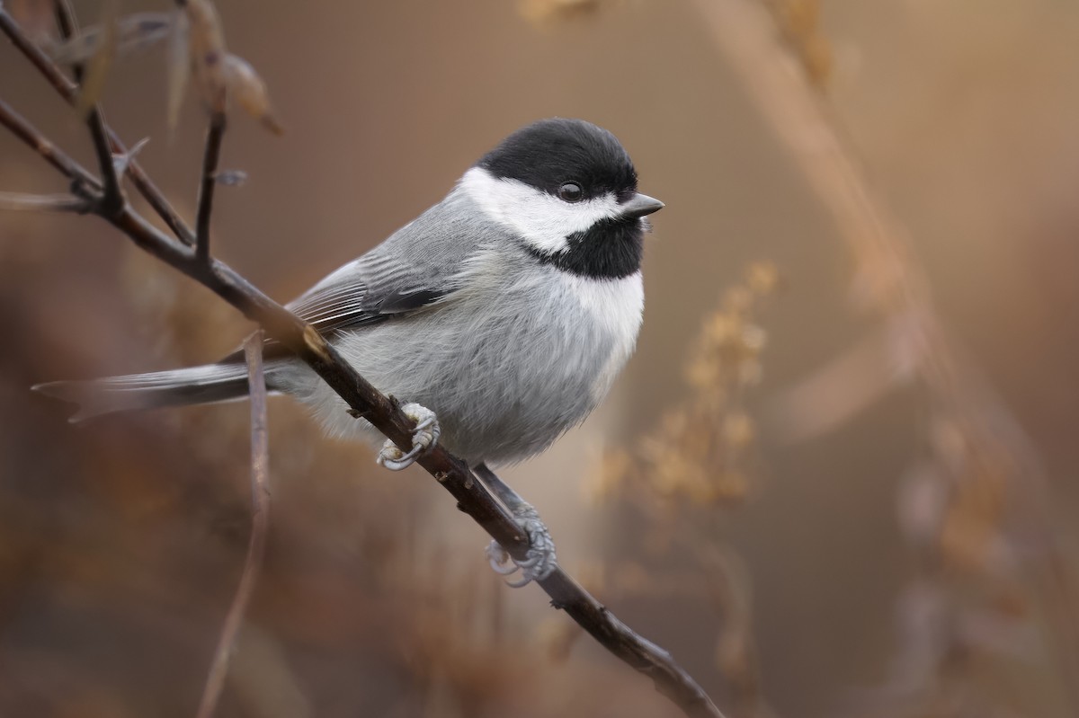Carolina Chickadee - ML646472270