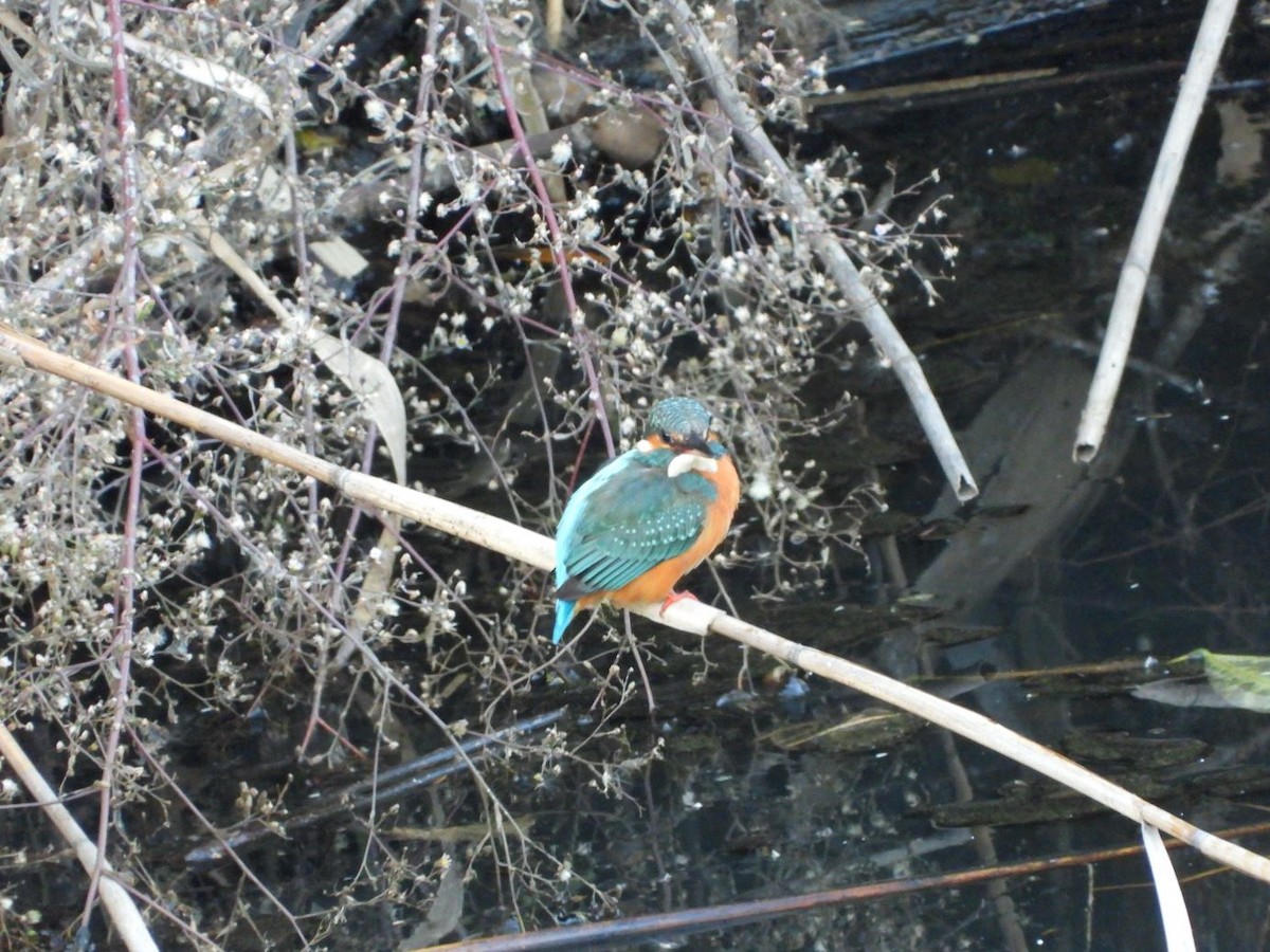 Common Kingfisher - ML646472272