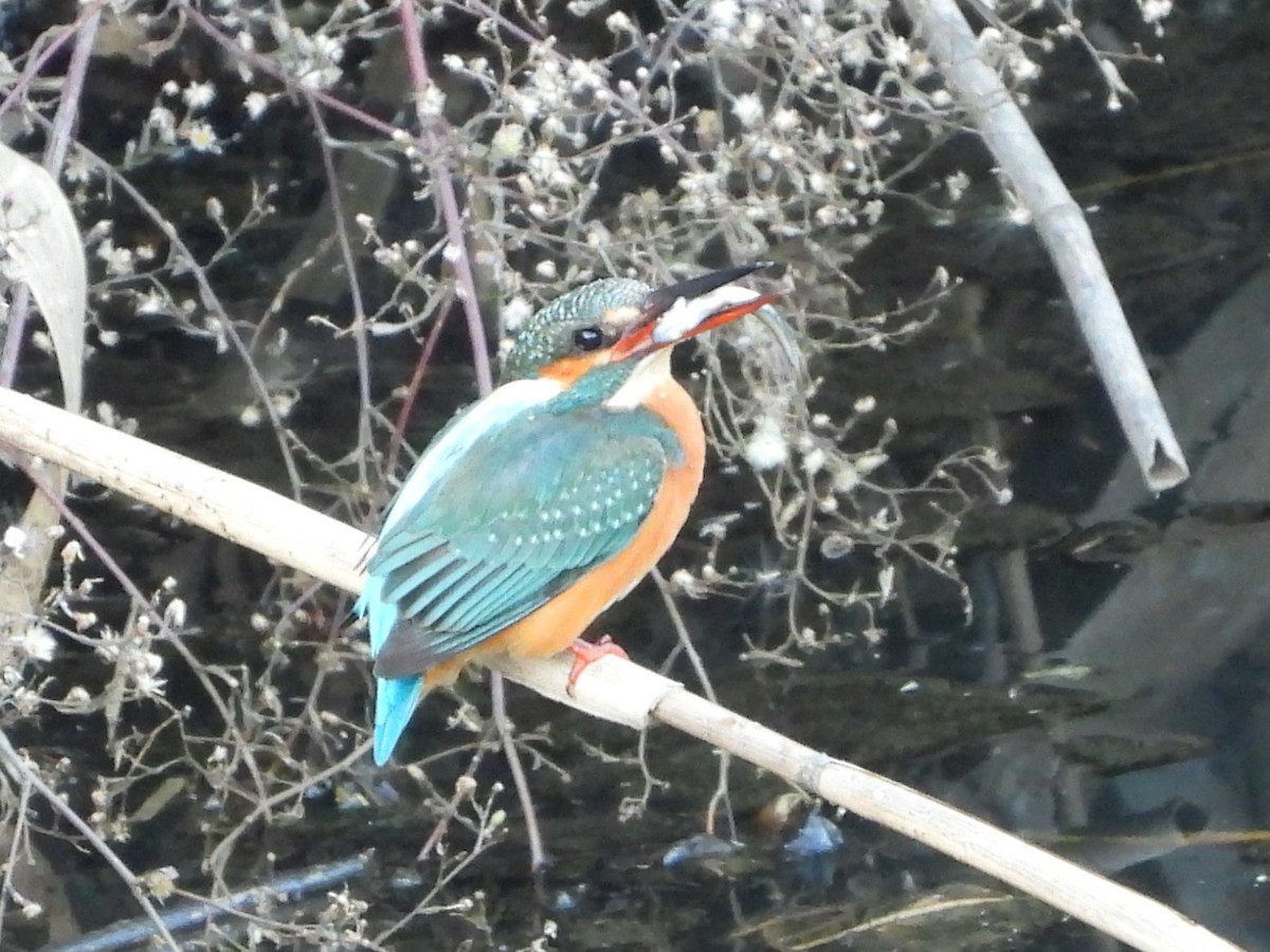 Common Kingfisher - ML646472273