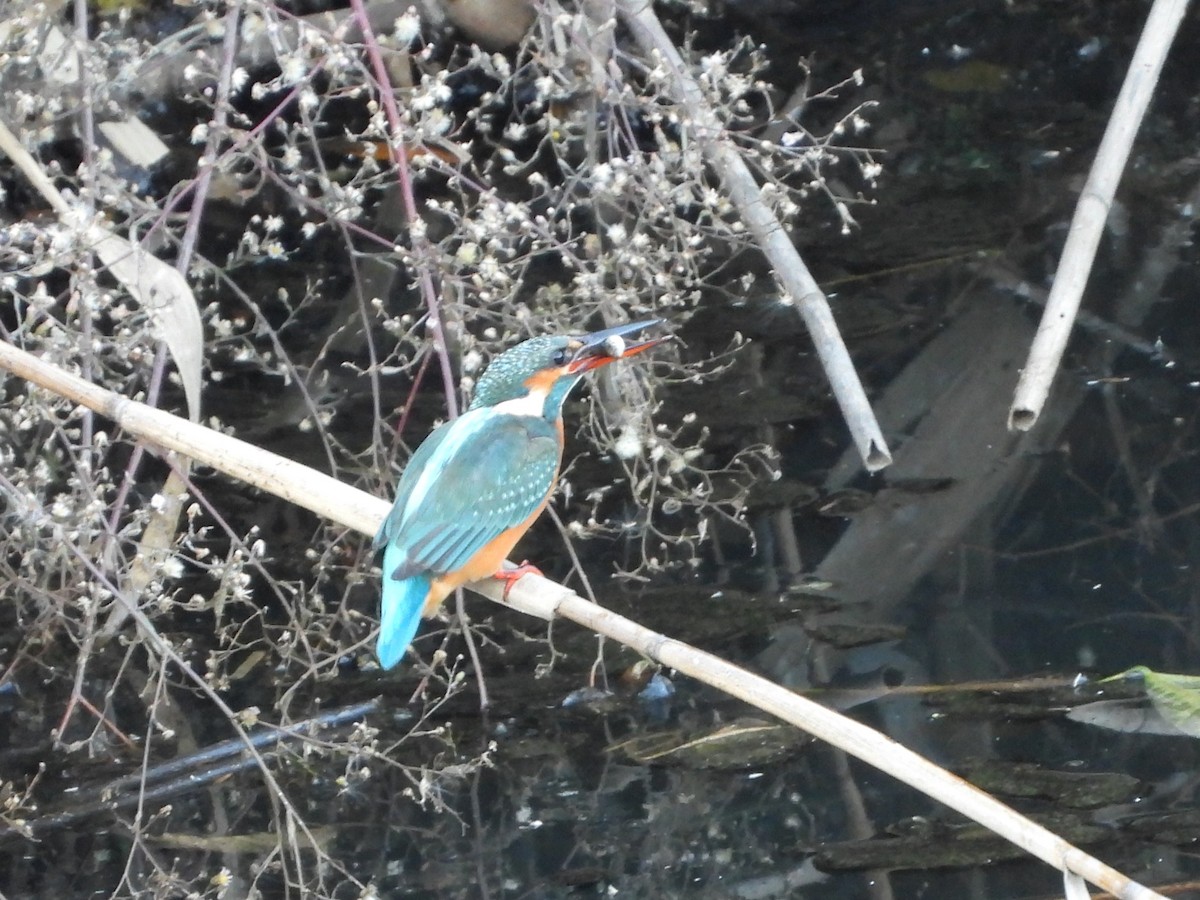 Common Kingfisher - ML646472274
