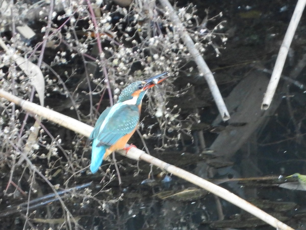 Common Kingfisher - ML646472276