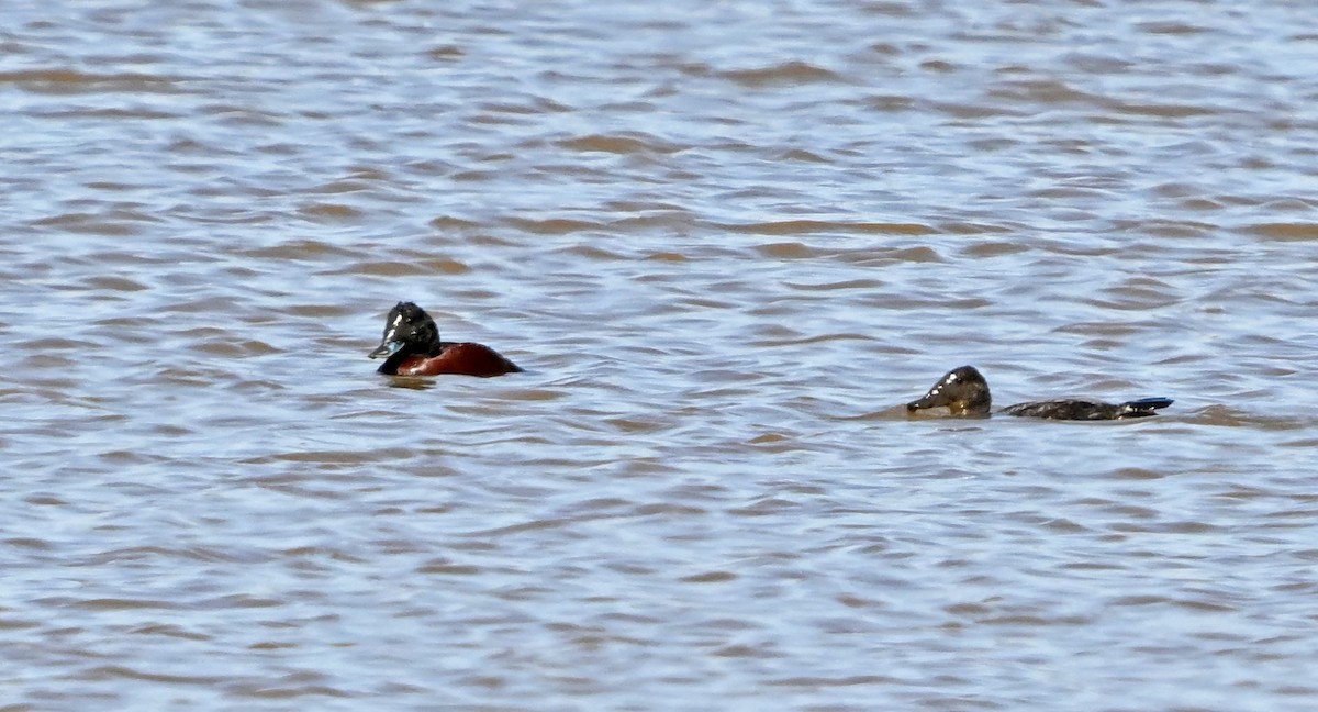 Blue-billed Duck - ML646472283