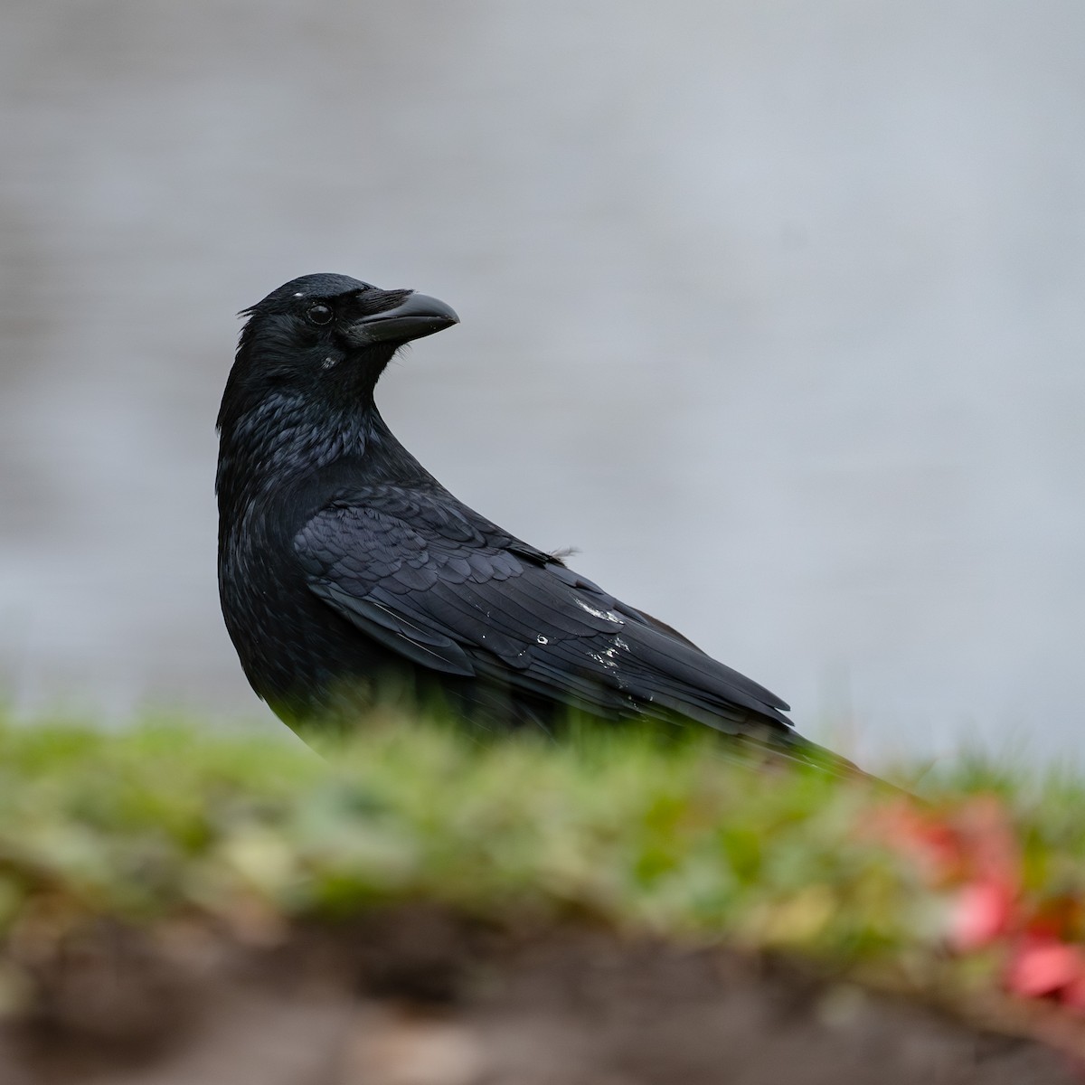 Carrion Crow - ML646472287