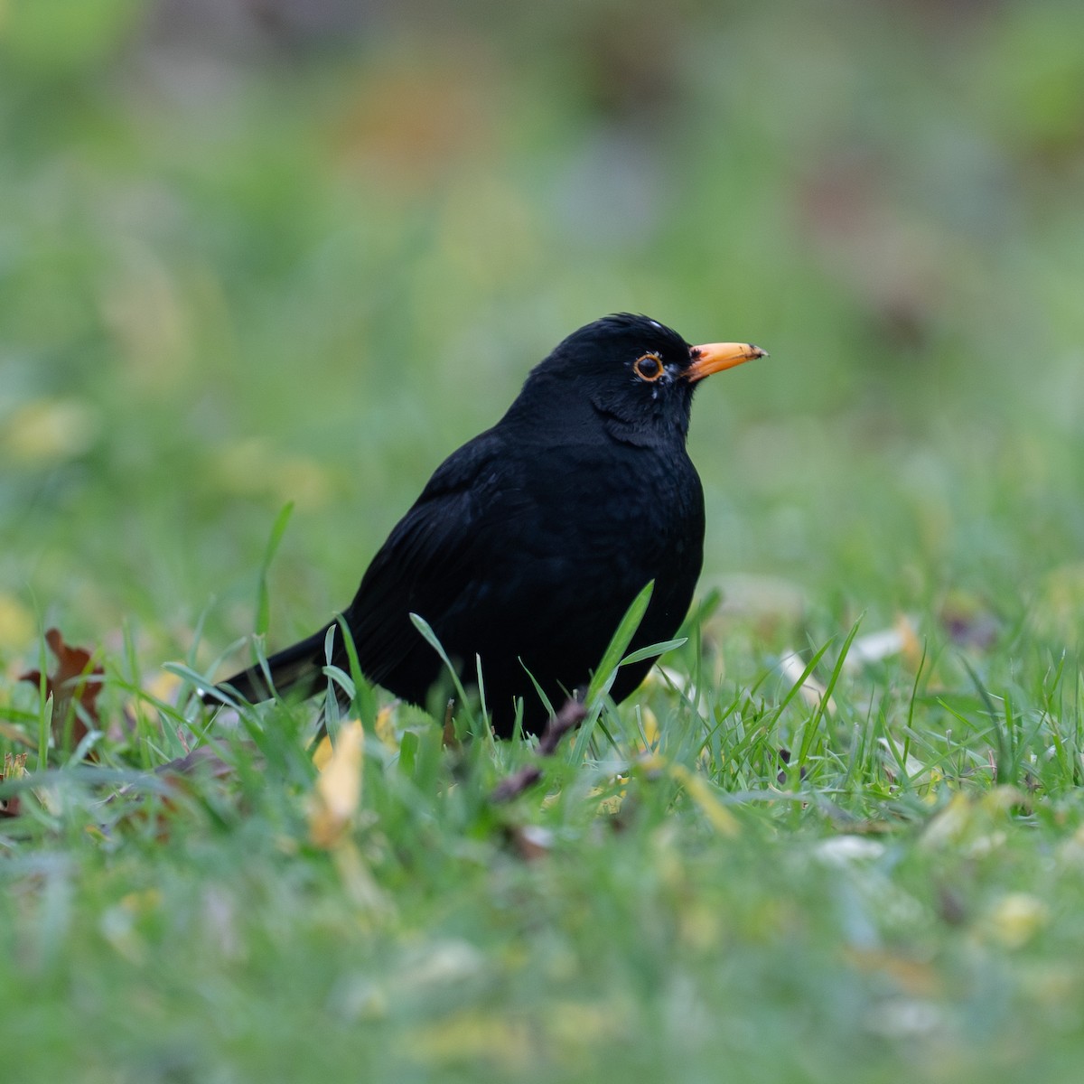 Eurasian Blackbird - ML646472288