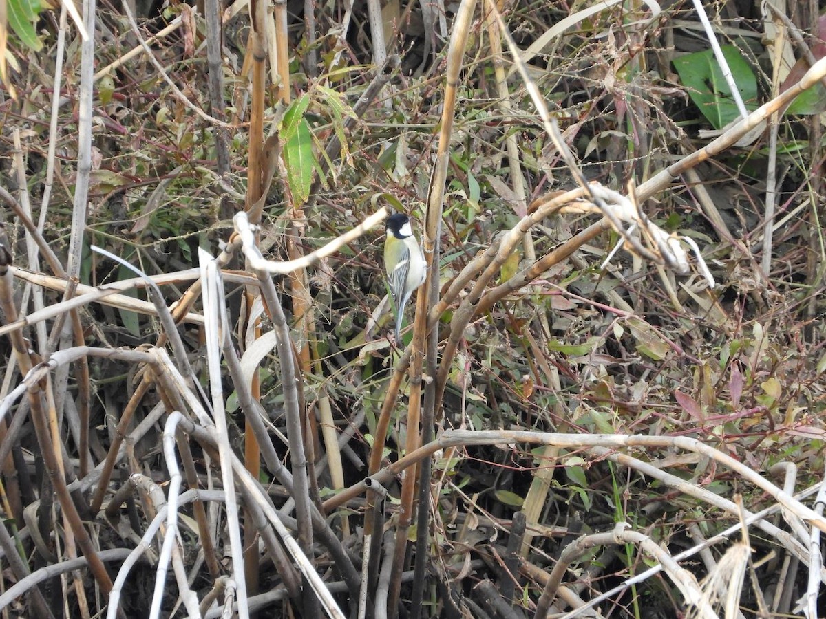 Asian Tit - ML646472290