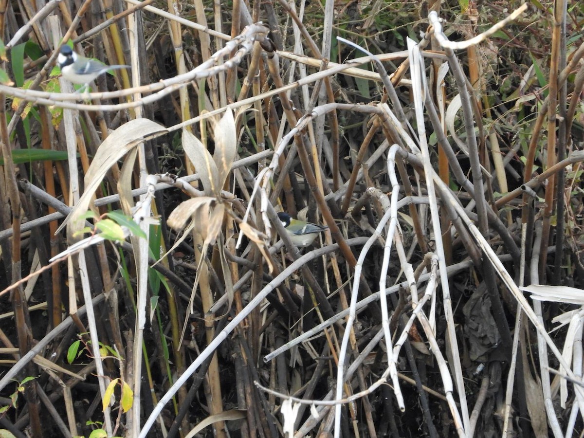 Asian Tit - ML646472291