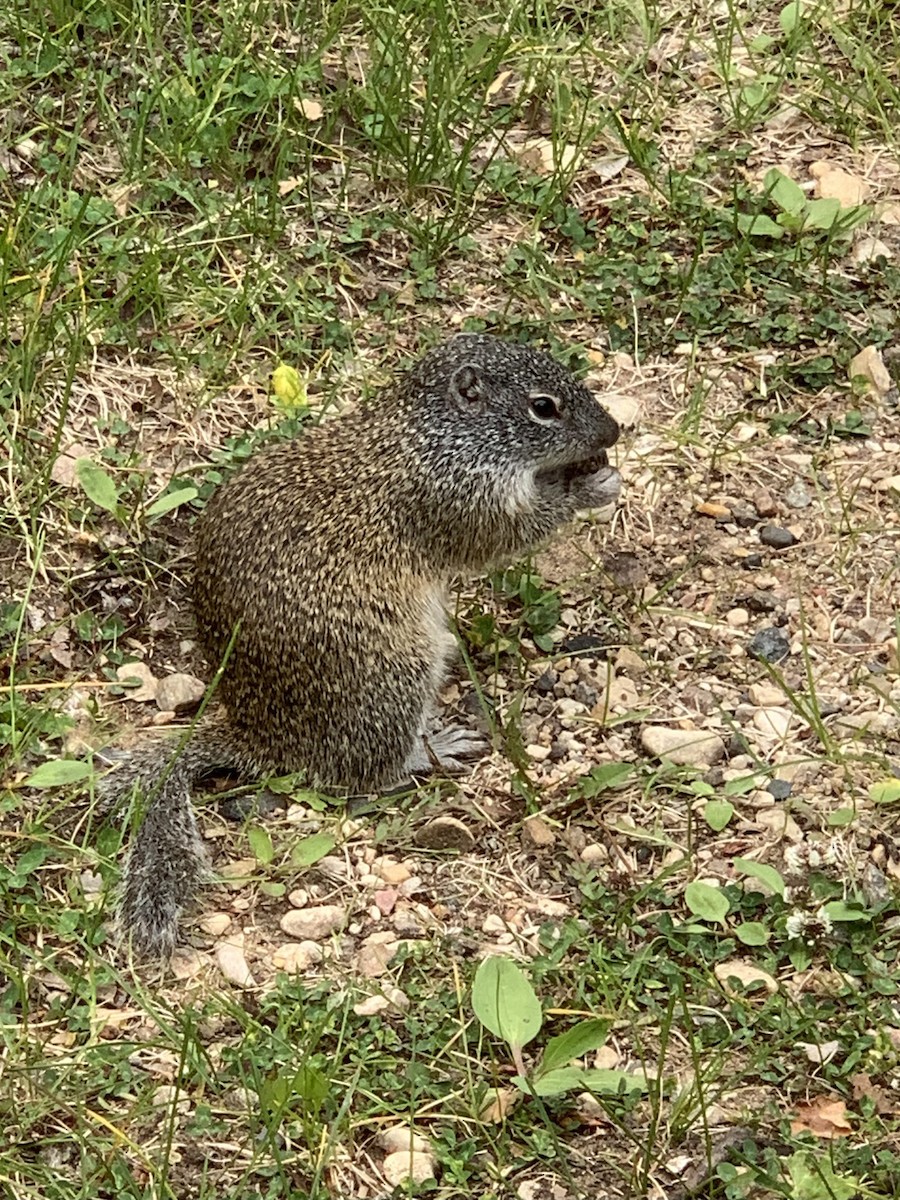 Franklin's Ground Squirrel - ML646472292