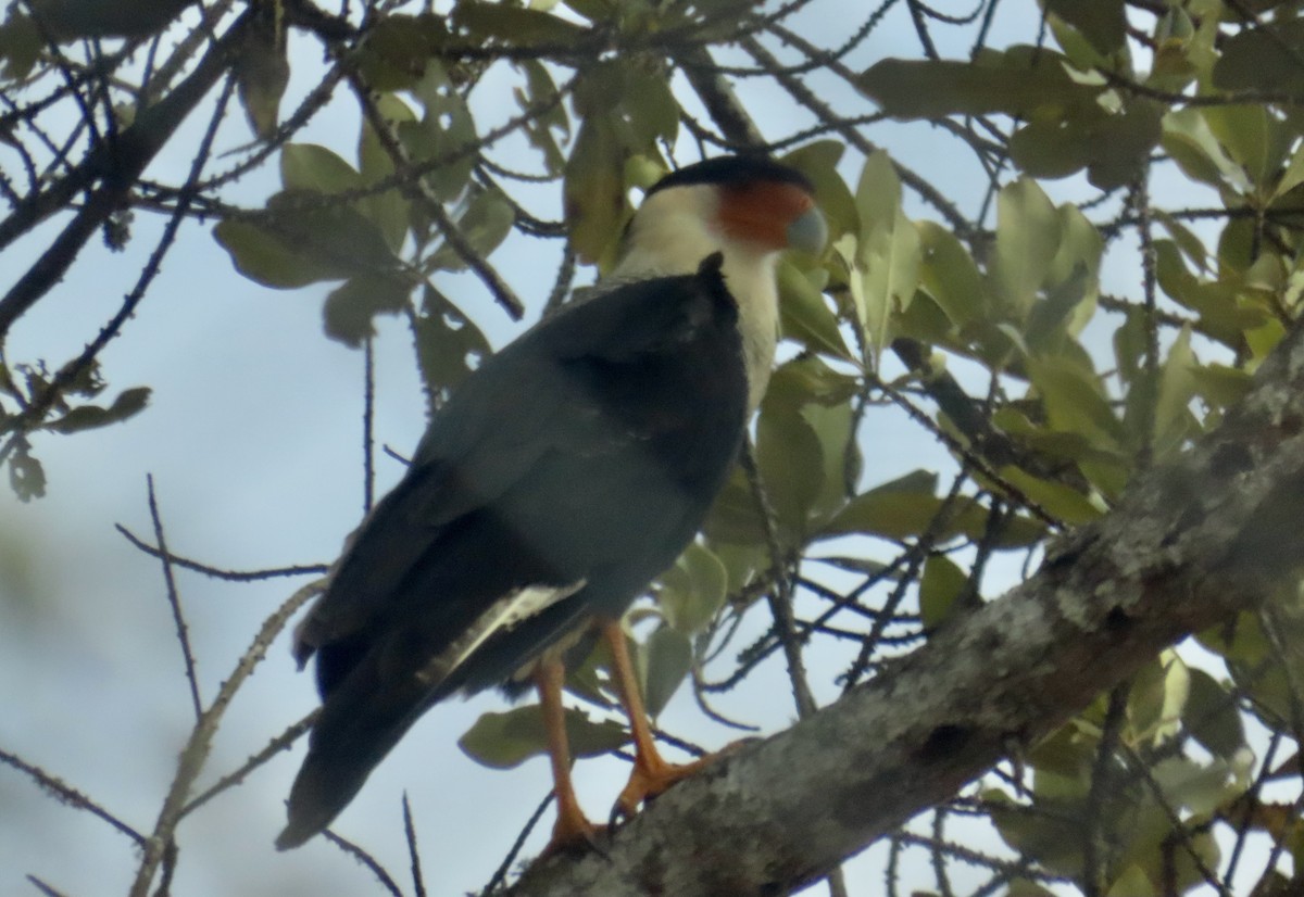 Crested Caracara - ML646472293