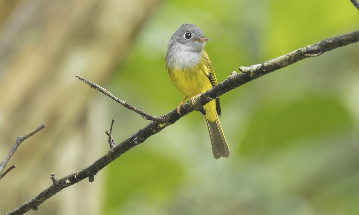 Gobemoustique à tête grise - ML646472296