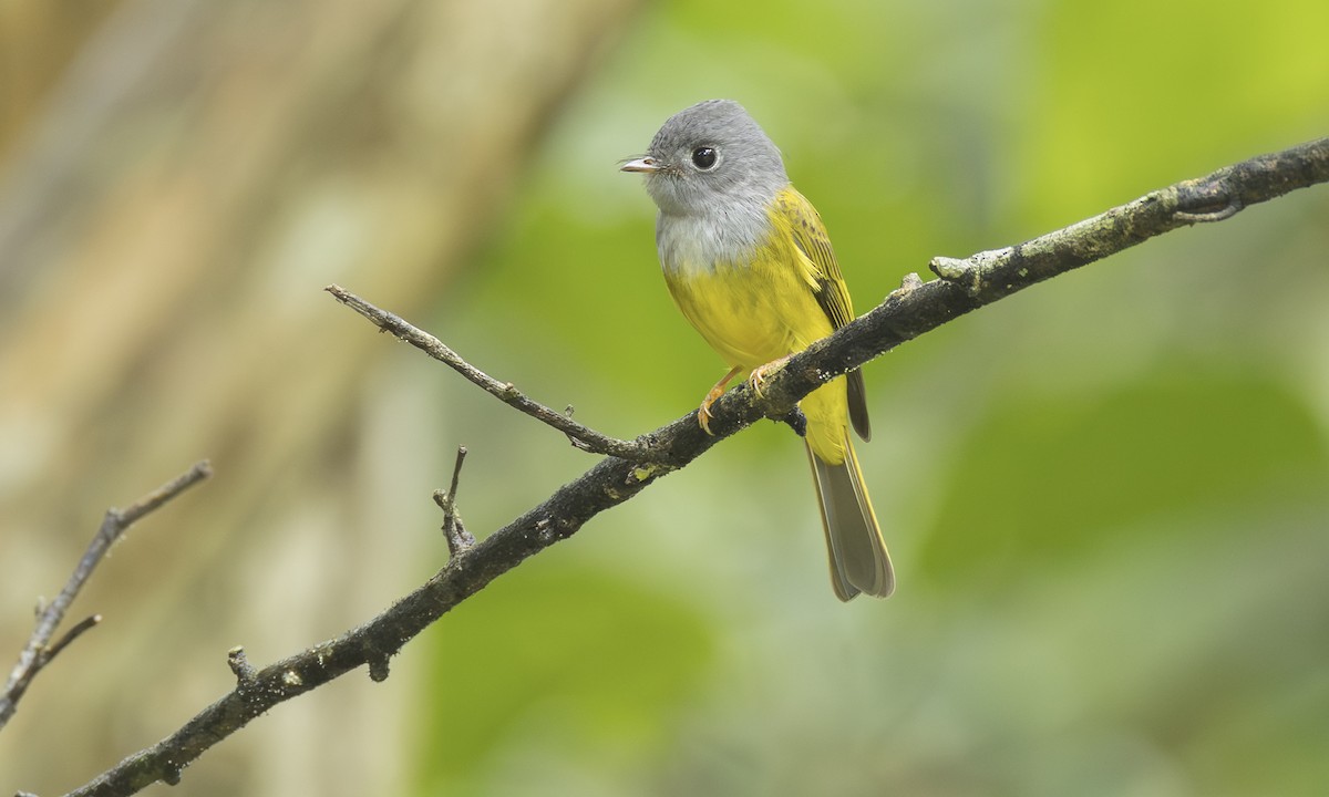 Gobemoustique à tête grise - ML646472297