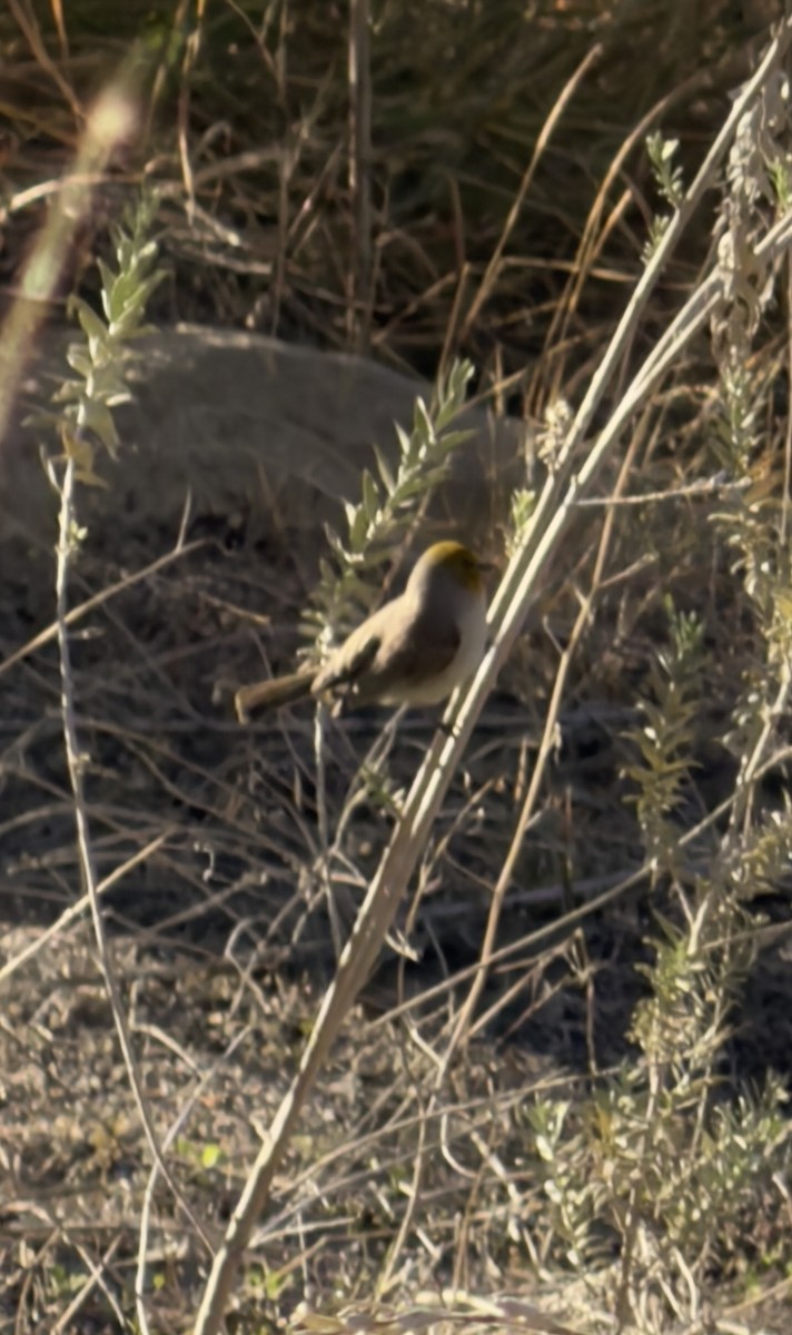 Verdin - ML646472298