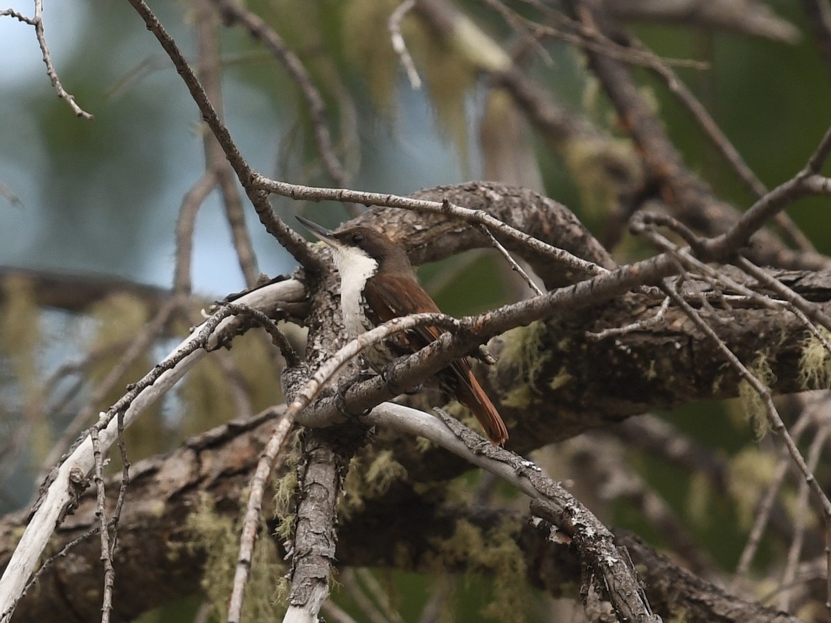 Курносый амурадо - ML646472301
