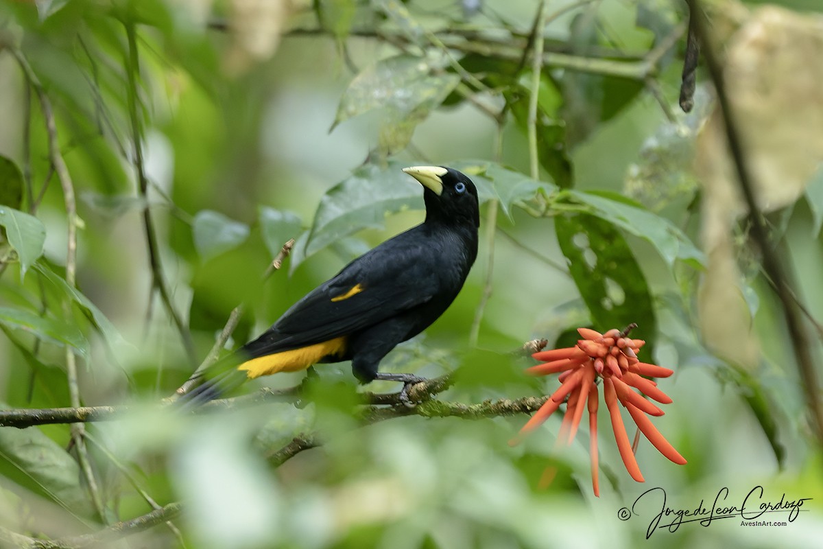 Yellow-rumped Cacique - ML646472302
