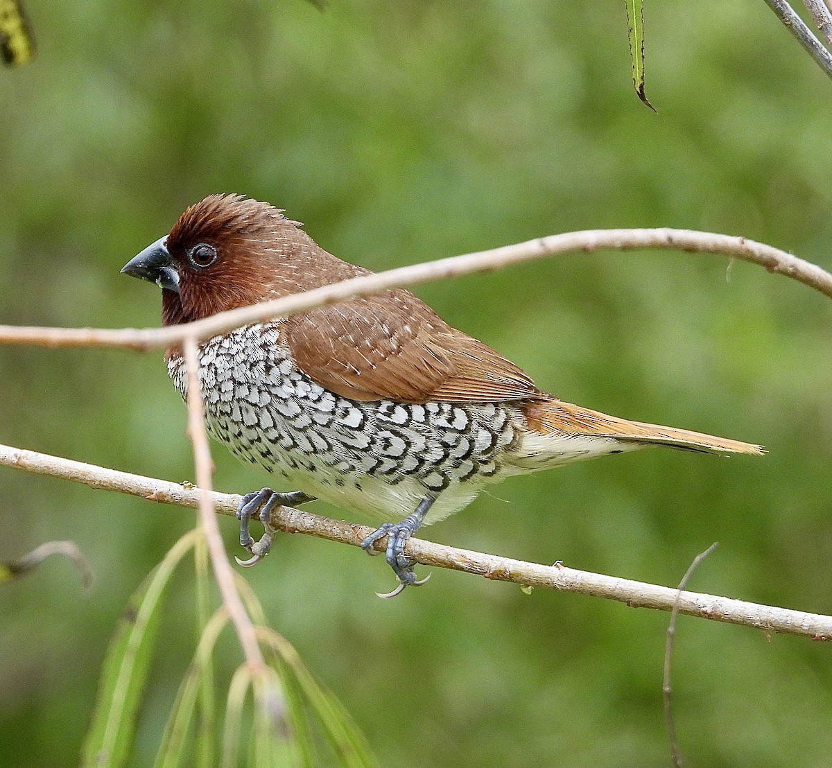 斑文鳥 - ML646472305