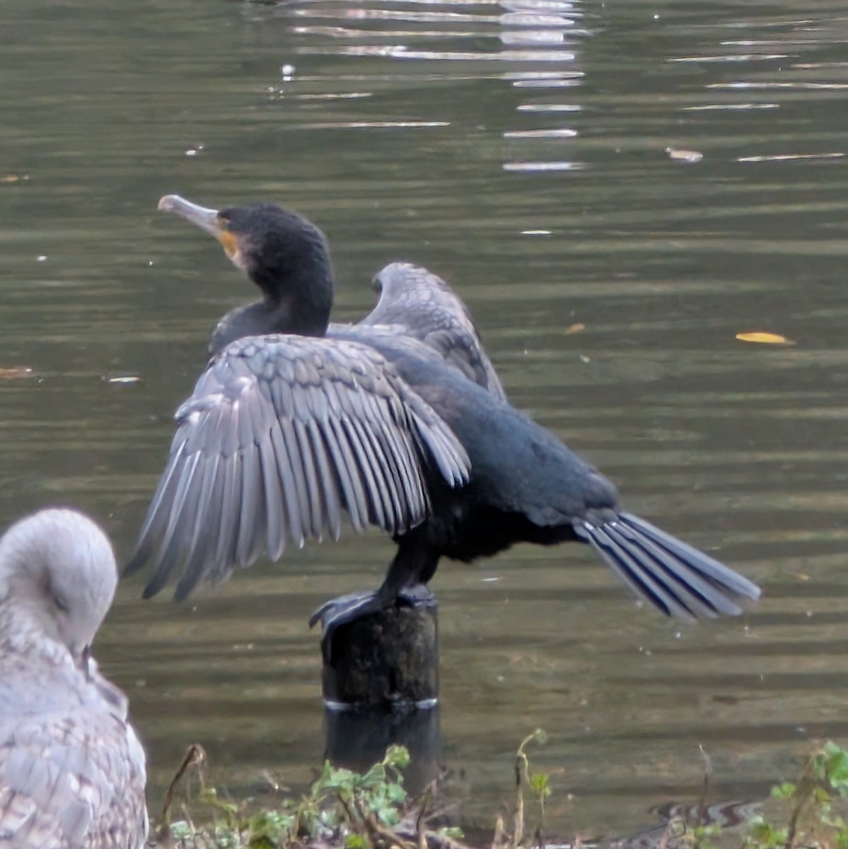 kormorán velký - ML646472307