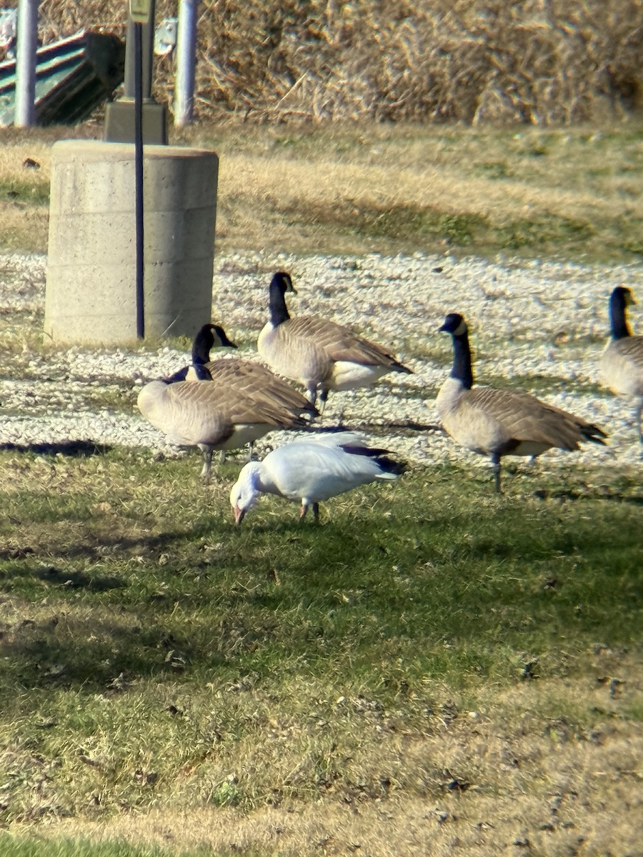 Snow Goose - ML646472313