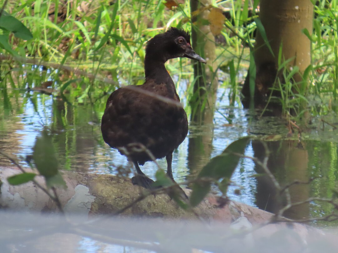 ברבר - ML646472315