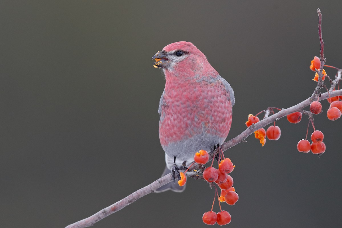 ギンザンマシコ - ML646472322