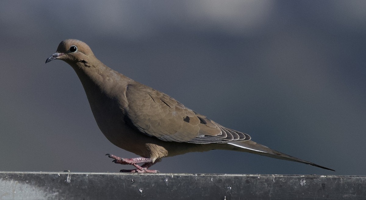 Mourning Dove - ML646472325