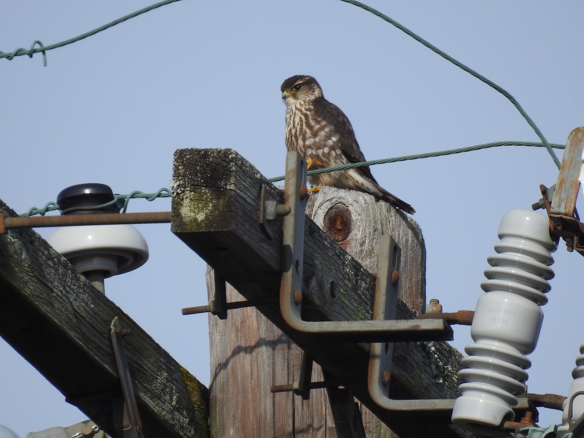 Merlin - ML646472334