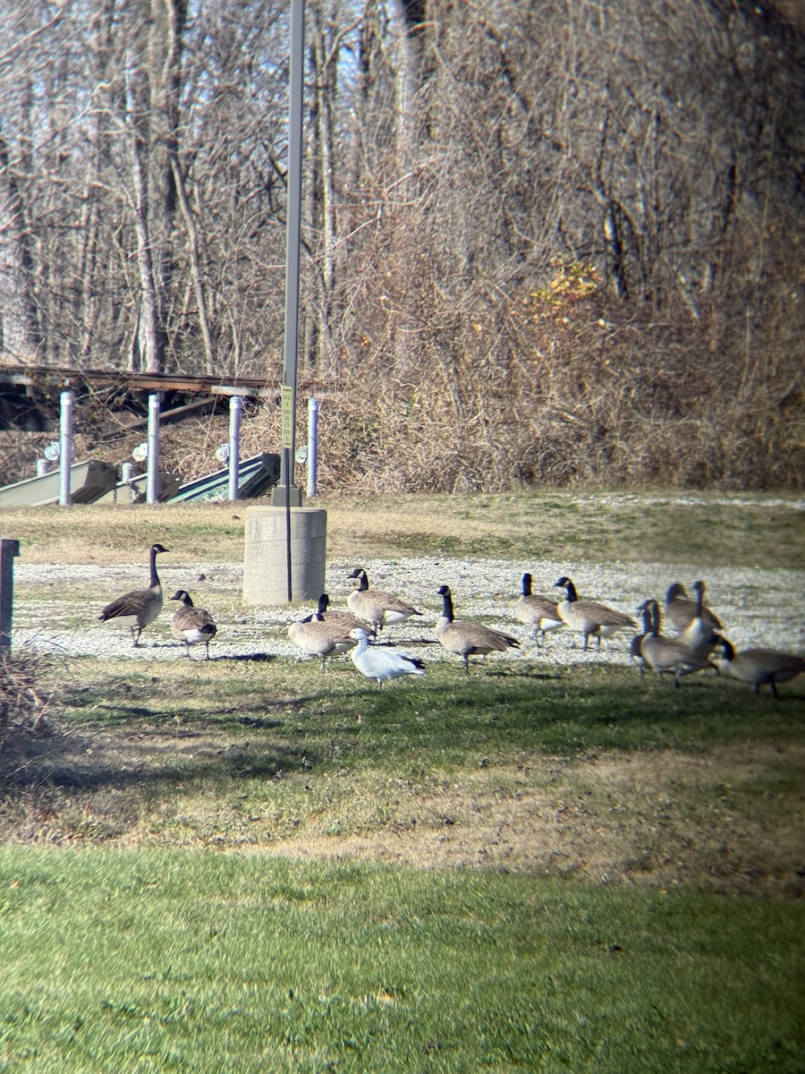 Canada Goose - ML646472337